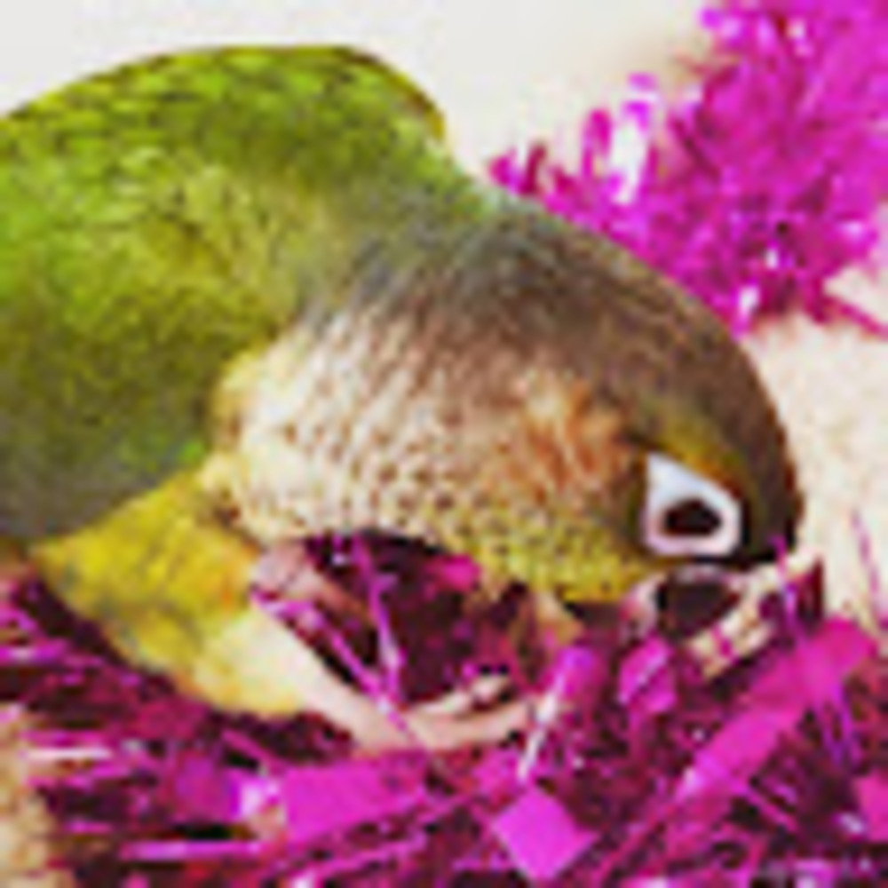 Meet your Posher, Piga